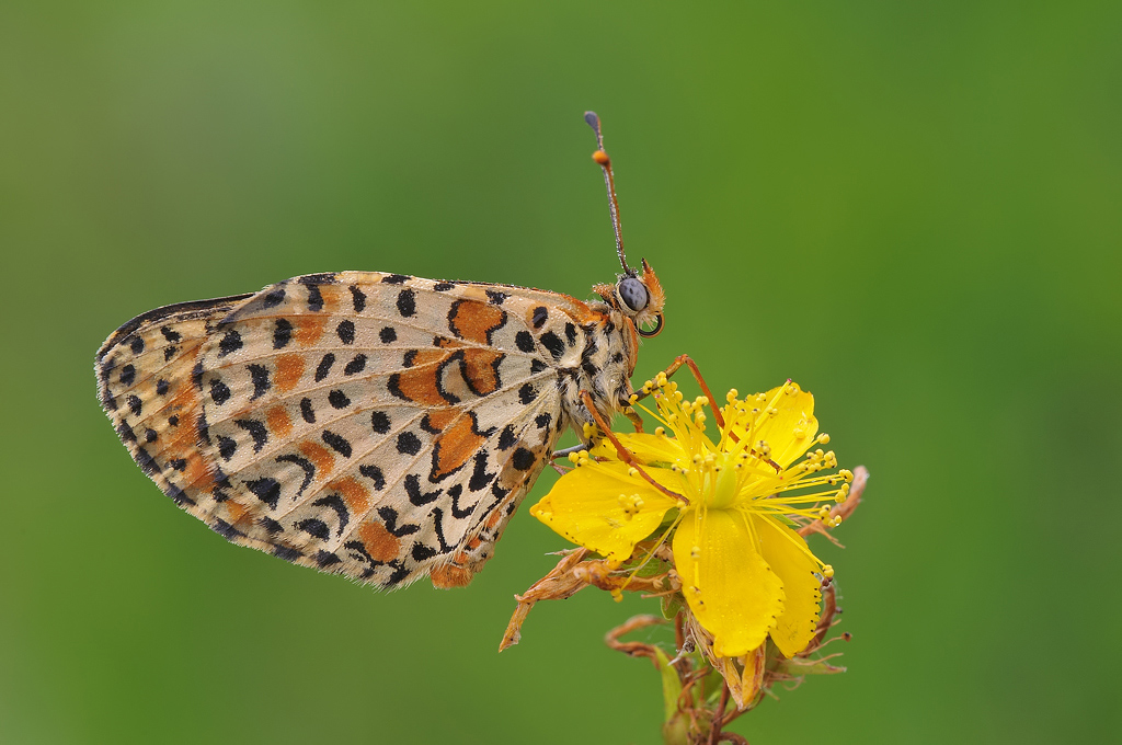 Melitaea didyma
