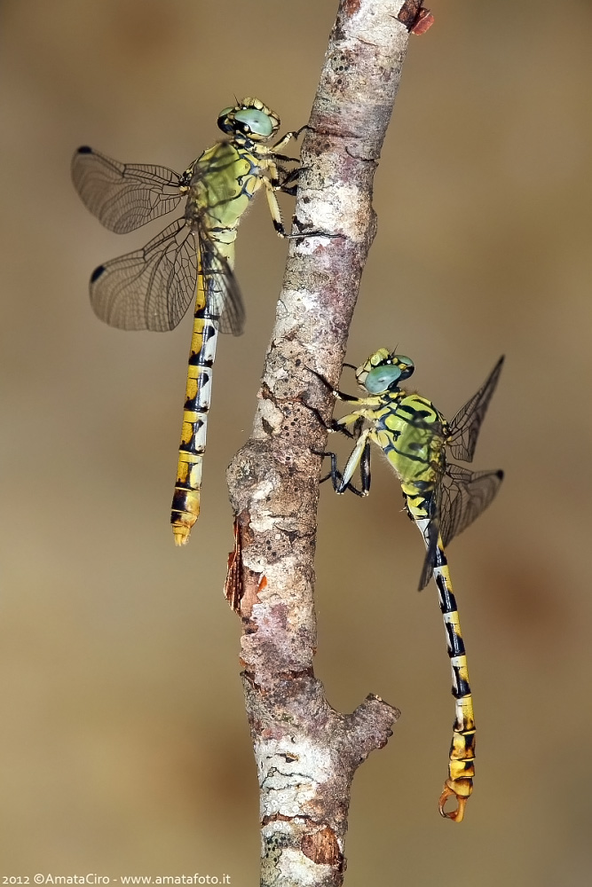 Onychogomphus forcipatus - femmina e maschio