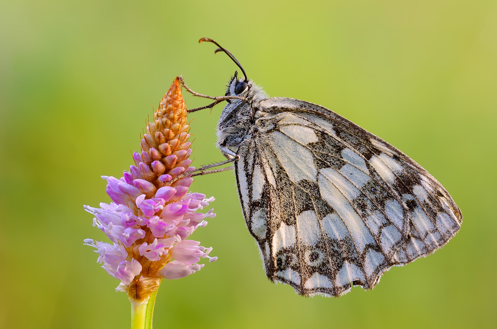 La luce del Grappa...