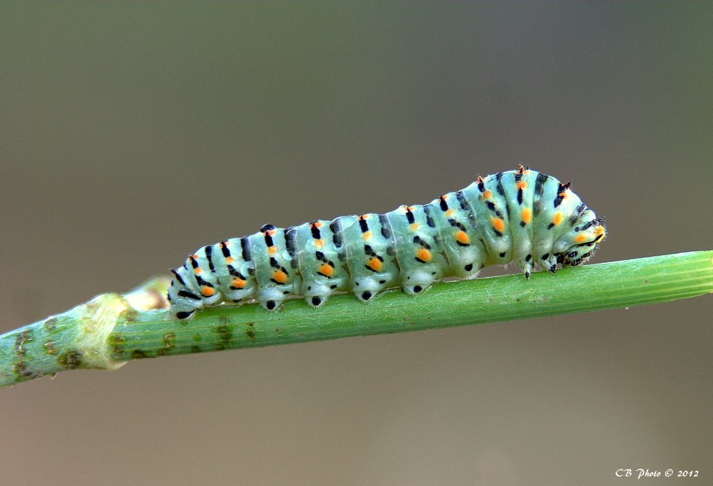 Bruco di Macaone