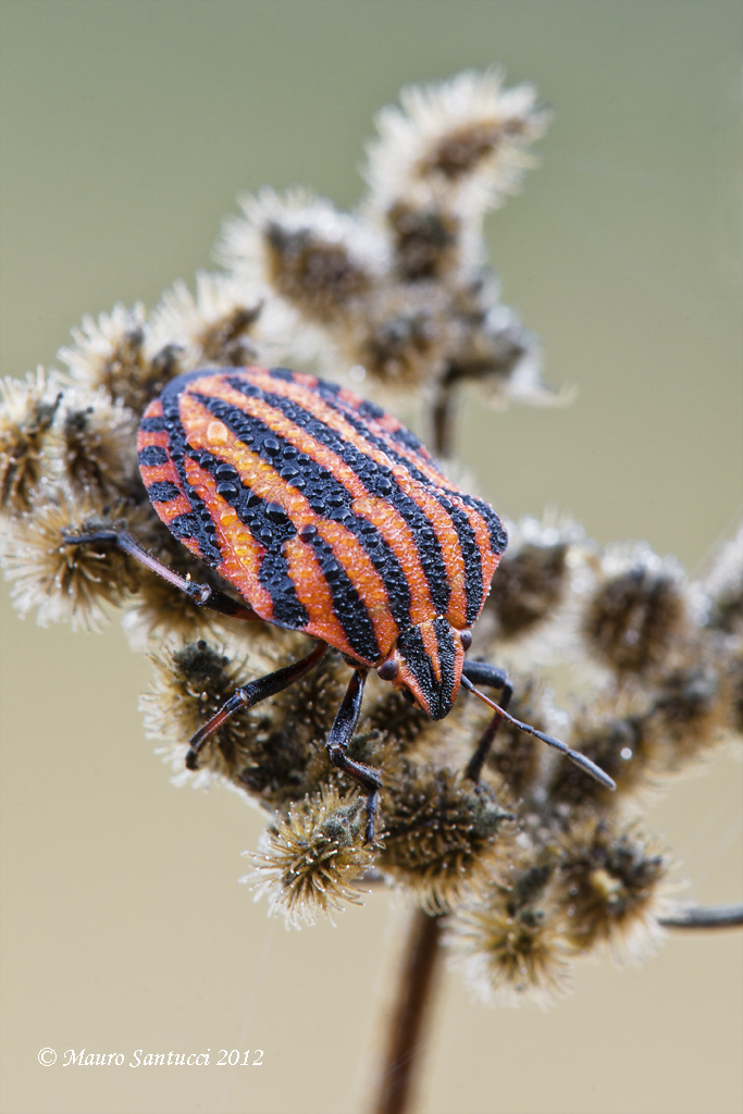 Graphosoma-lineatum