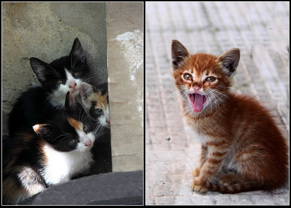 miaaao  miaooo