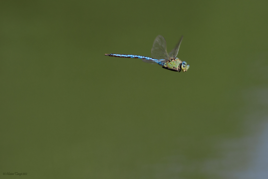 Anax imperator... al volo!