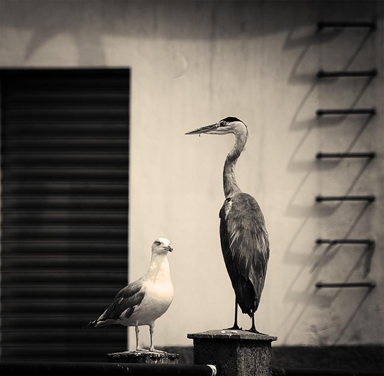 ..Si fanno compagnia