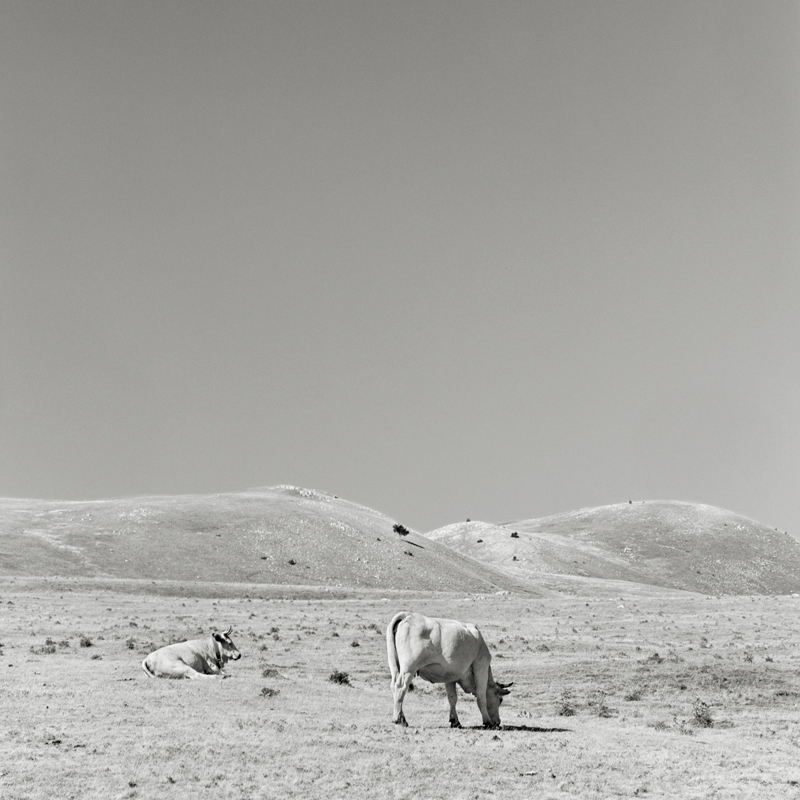 il pianeta delle mucche