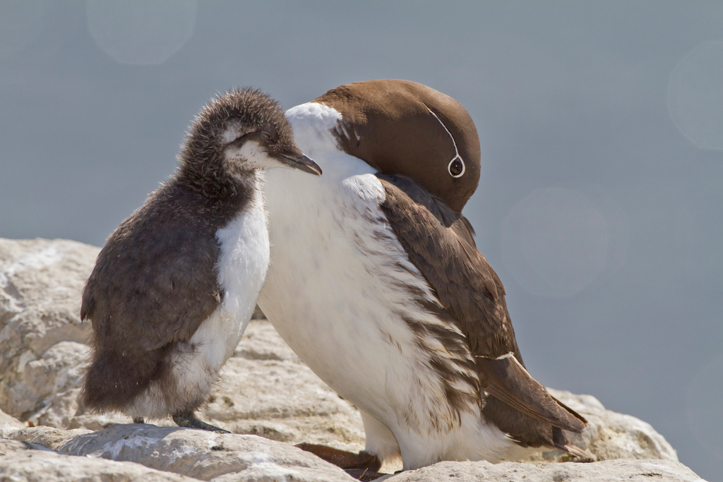Uria con pulcino