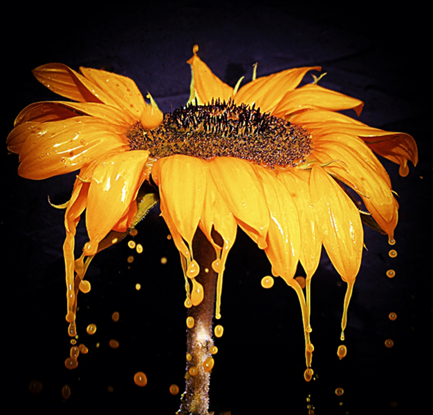 il Girasole che piange....