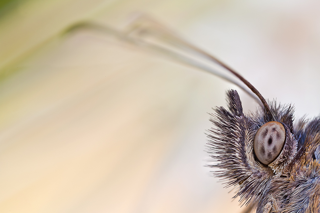 Coenonympha phamphilus  con MP-E65mm