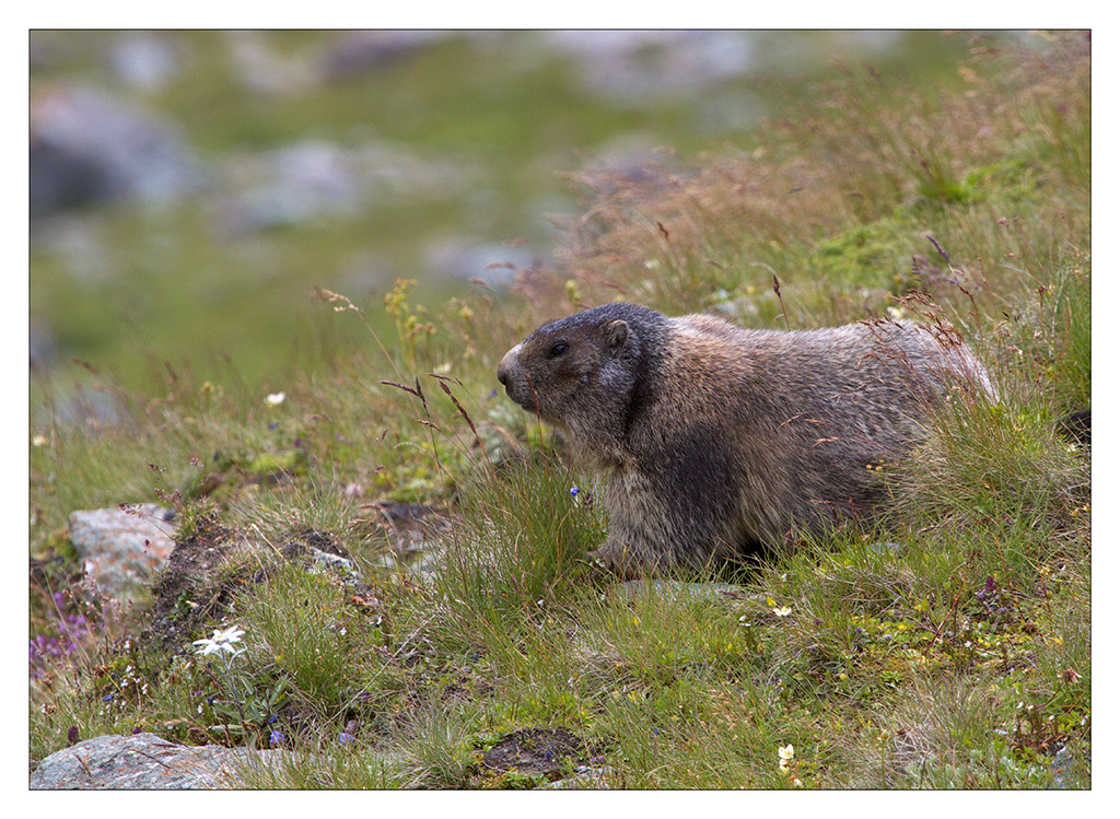 Insistendo sul tema marmotta/edelweiss...