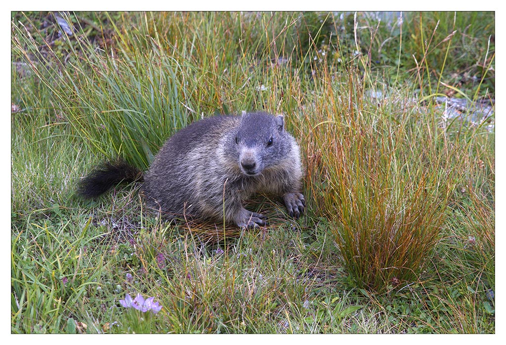 Sono per me quei fiori?