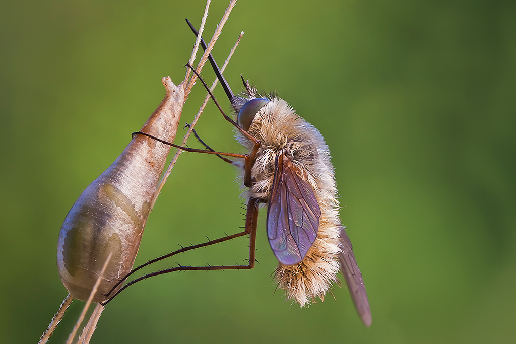Bombylius con MP-E65mm