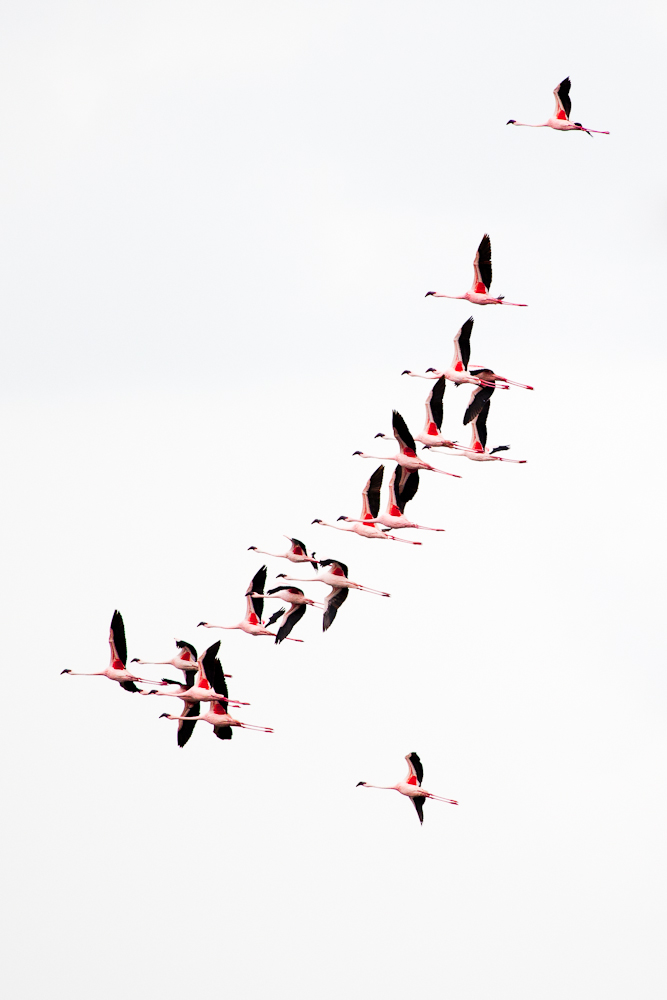 flamingos high-key