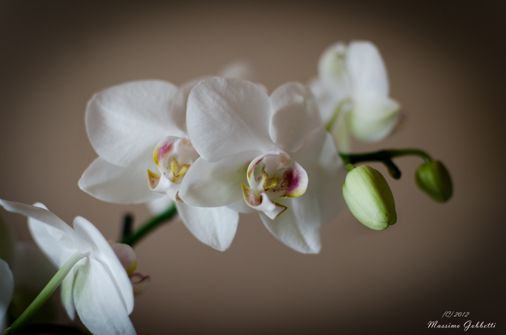 orchidee