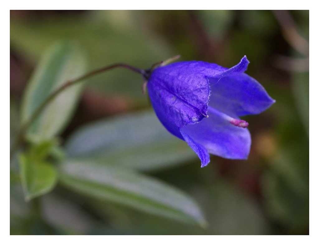 Gemme nel sottobosco