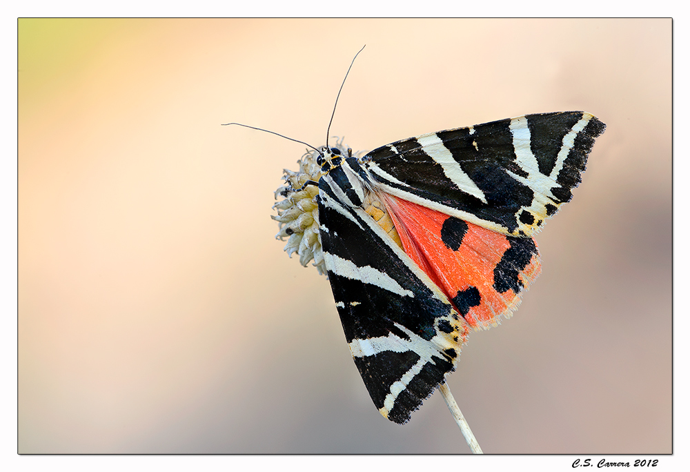 Euplagia quadripunctaria