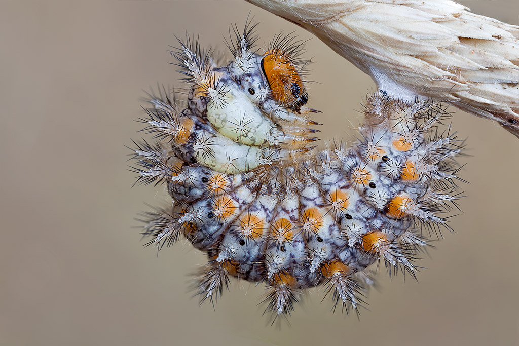 Tra poco saro una crisalide  (bruco di melitea) con Mpe65