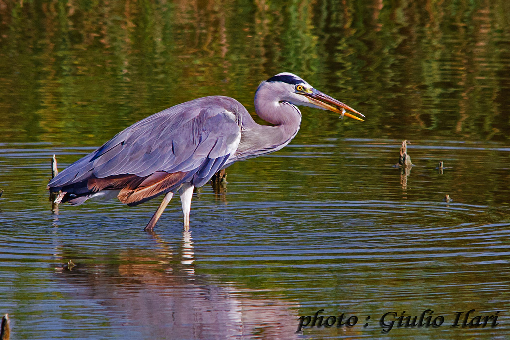 Cenerino con pesciolino