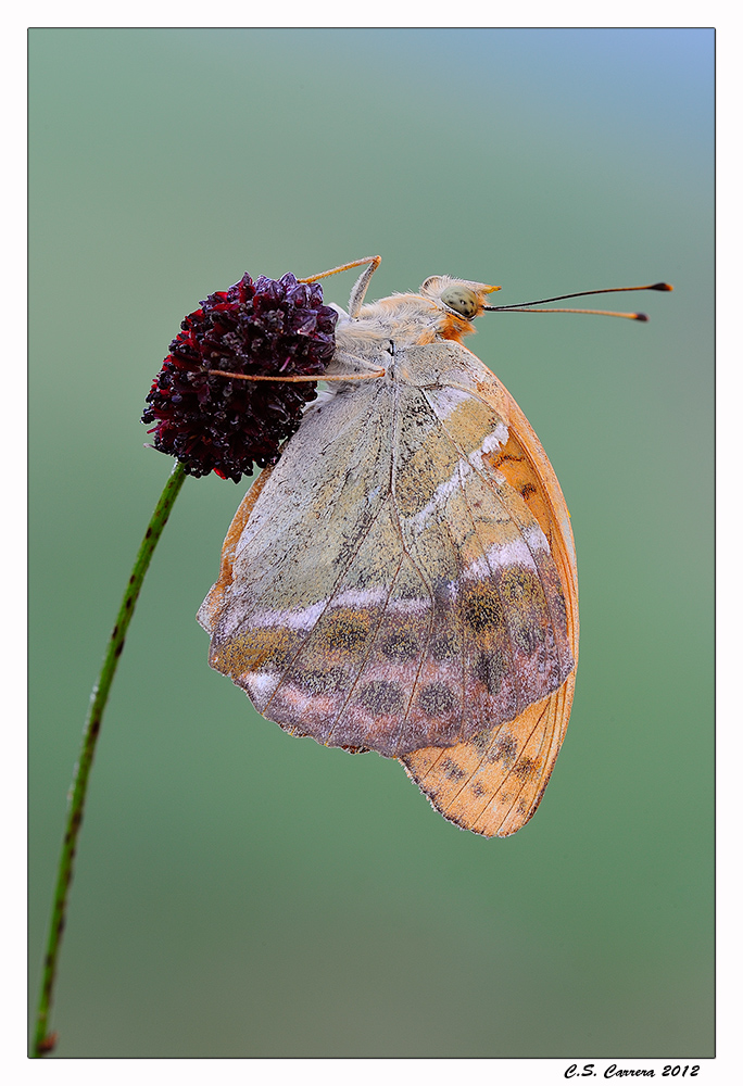 Argynnis Paphia