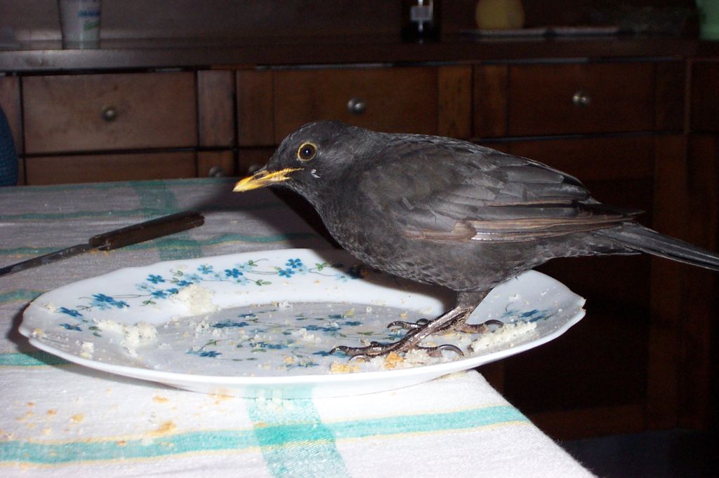 Merlo "leggermente" domestico