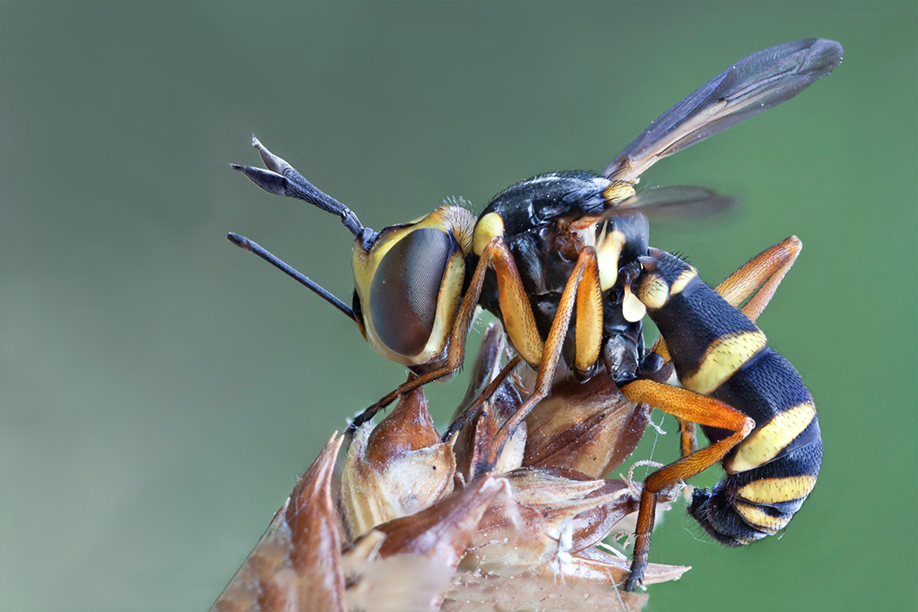 Dittero  " gigante" con Canon MP-E 65