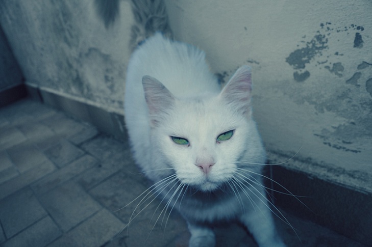 Lunghi baffi e occhi felini.