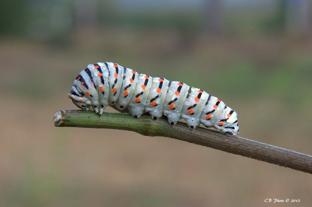 Papilio Machaon