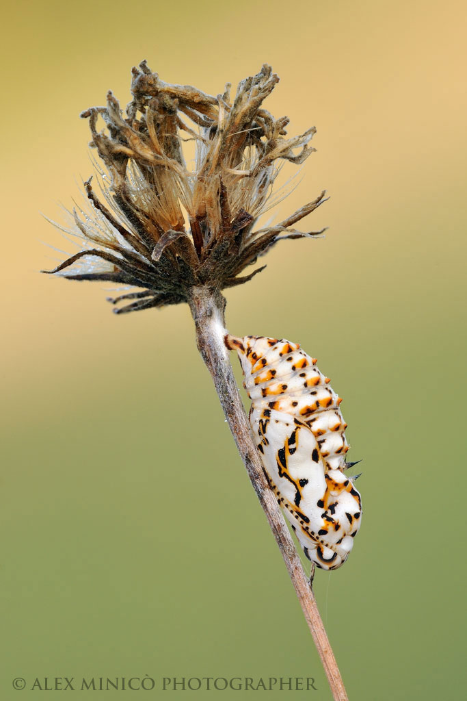 Melitaea didyma