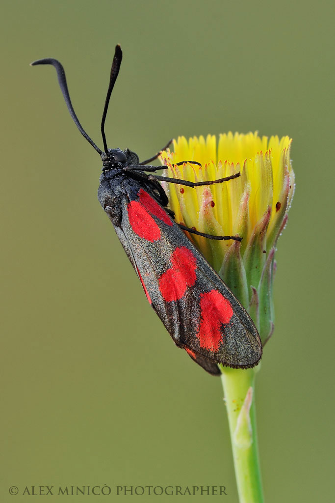Zygaena filipendulae