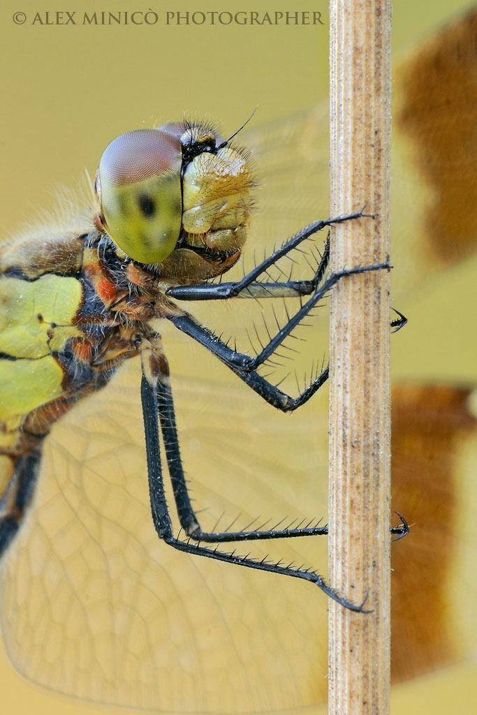 Sympetrum pedemontanum