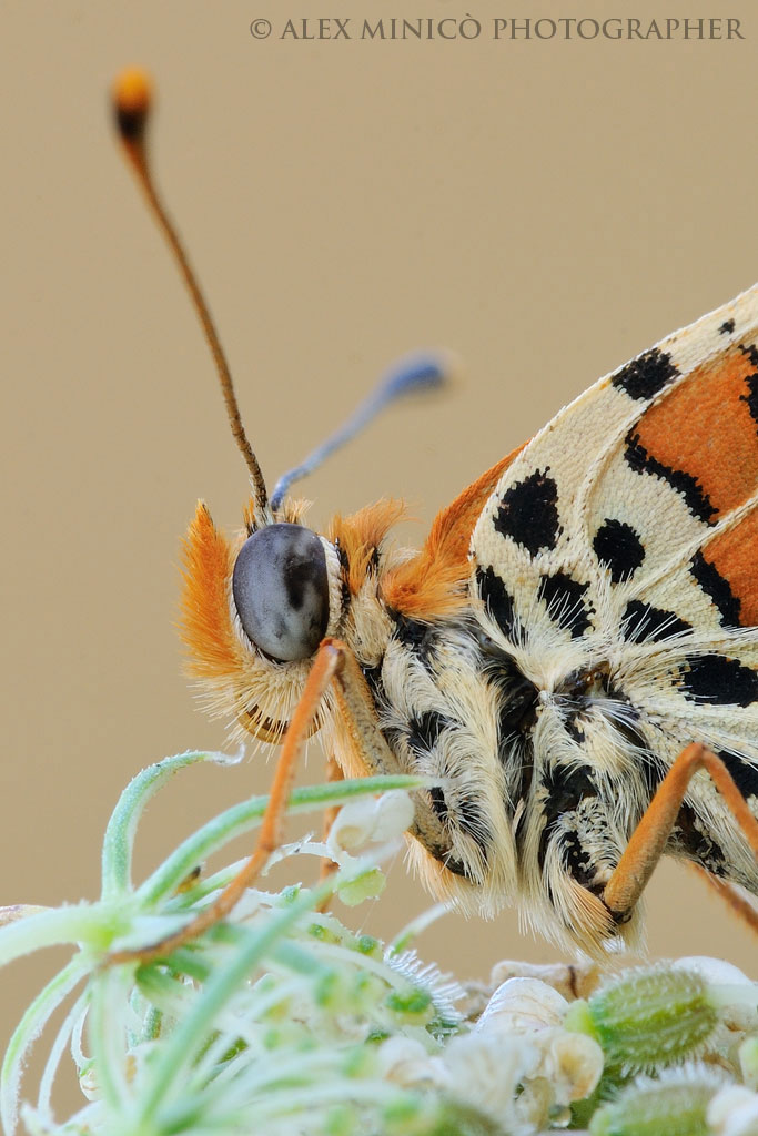 Melitaea didyma