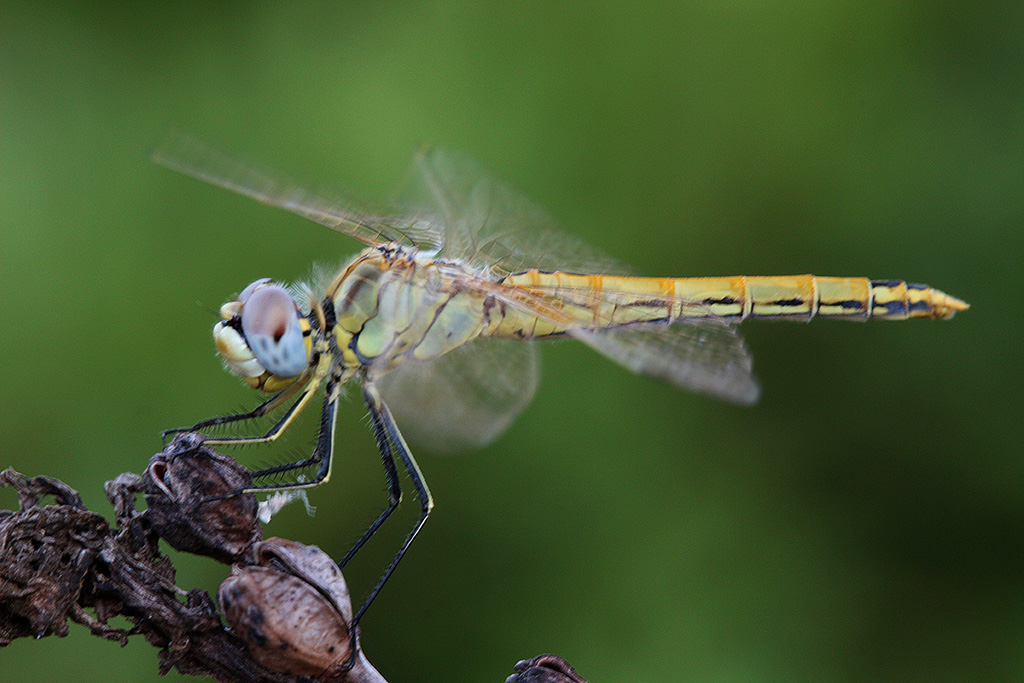 libellula