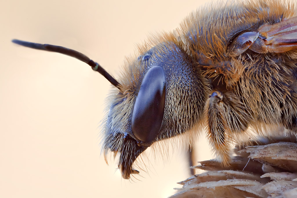 Il Profilo dell'imenottero   MP-E65mm f/2.8 1-5x Macro Photo