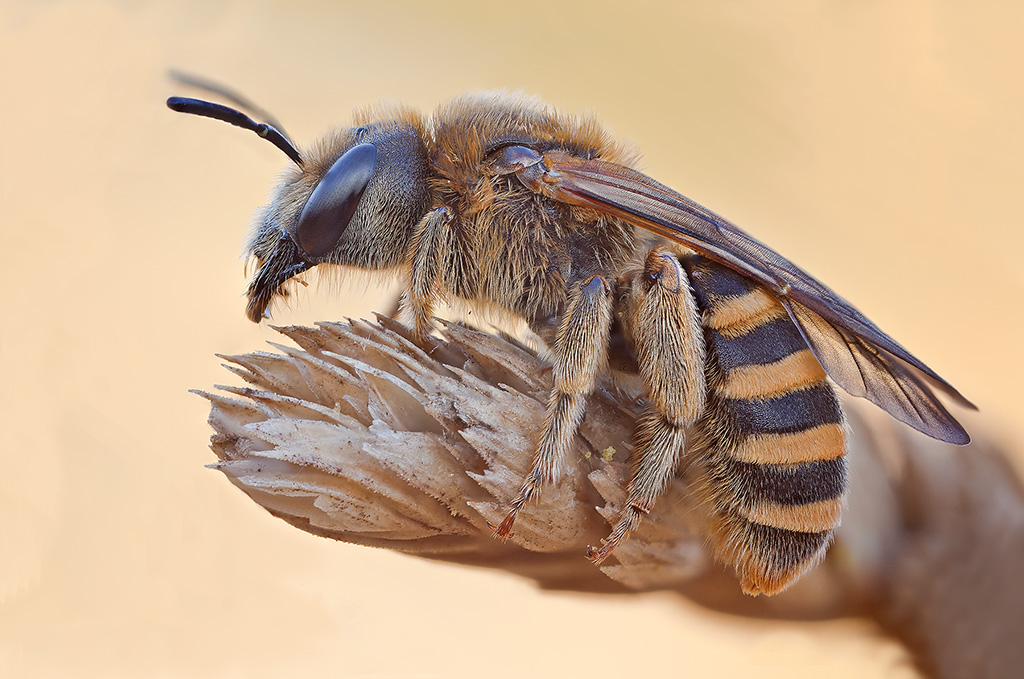 Imenottero  con  MP-E65mm f/2.8 1-5x Macro Photo