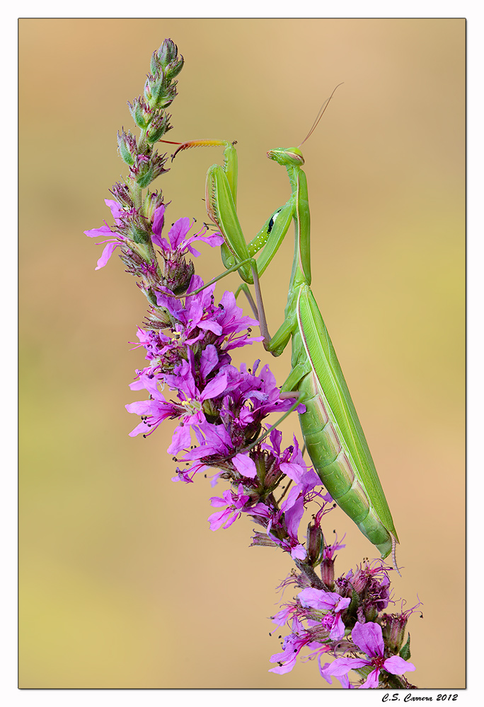 Mantis religiosa