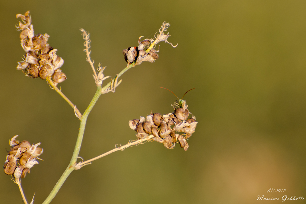 luce calda del tramonto