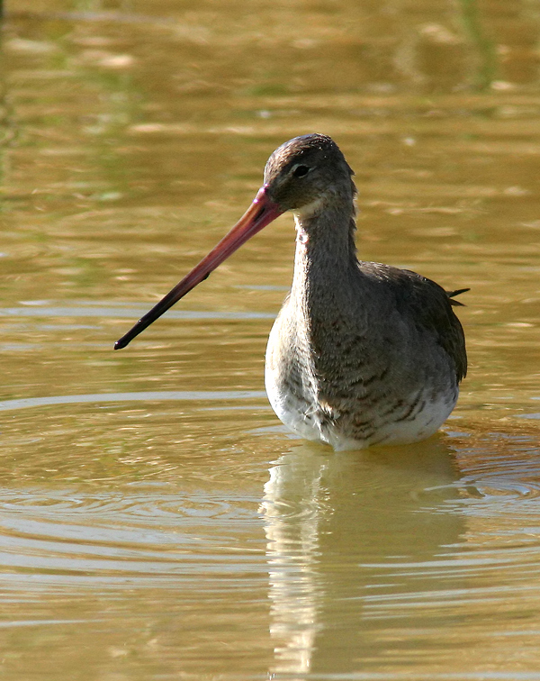 regalit� della pittima