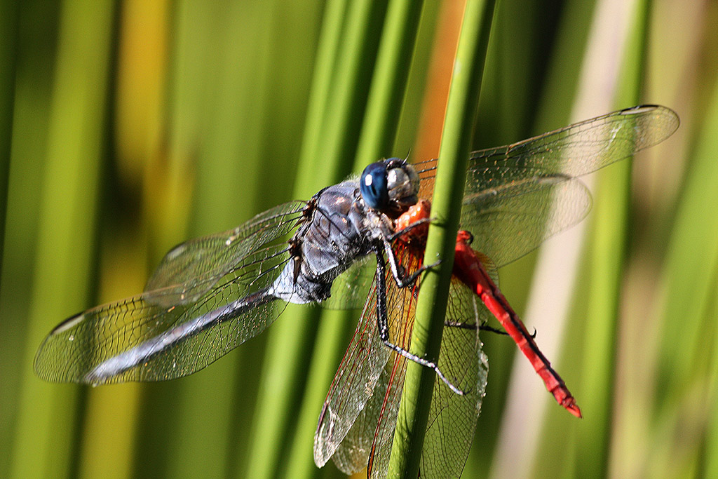 Orthetrum trinacria ora di merenda