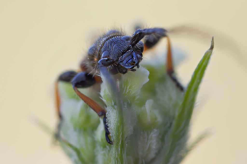 Nero... nero...  con MP-E65mm f/2.8 1-5x Macro Photo
