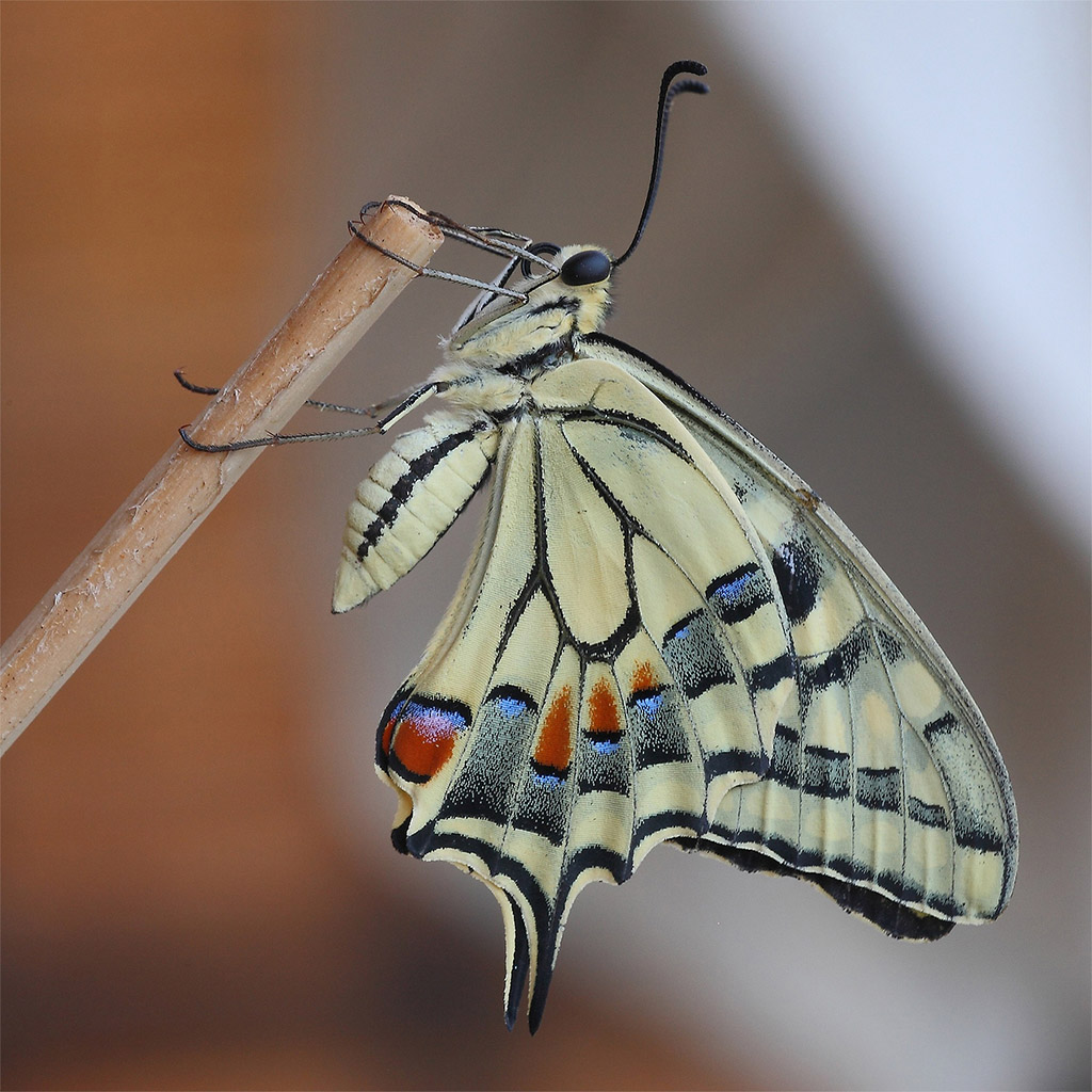 Una Prospettiva Diversa...!!!