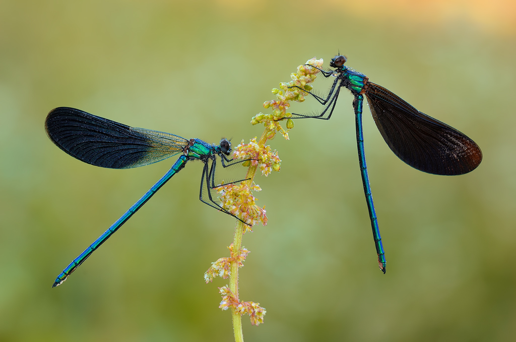 Virgo vs splendens...