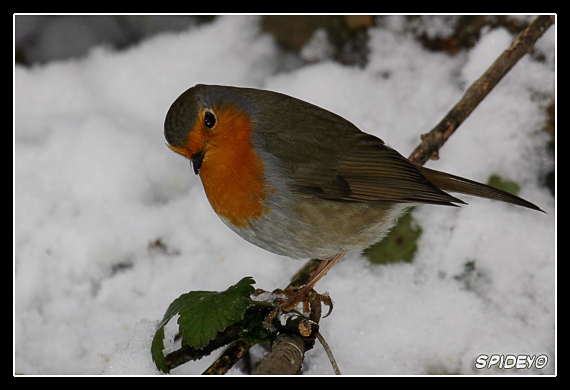 Pettirosso nella neve