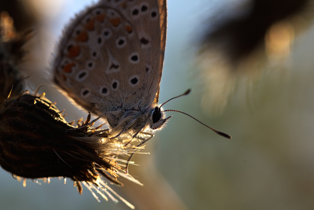 lepidottero-Cynthia-cardui