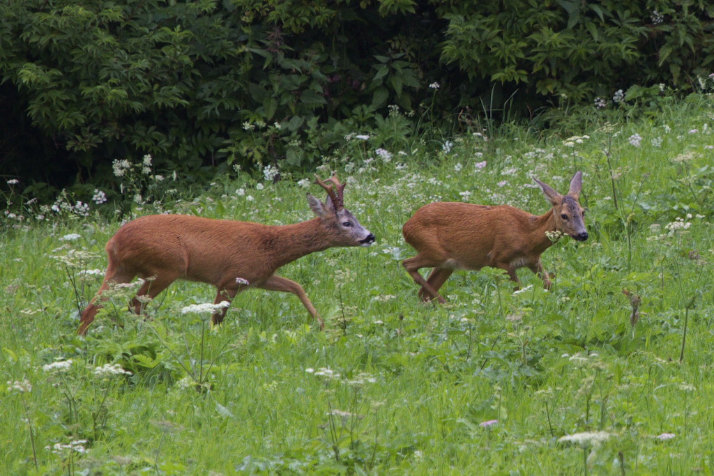 Cronaca di un idillio