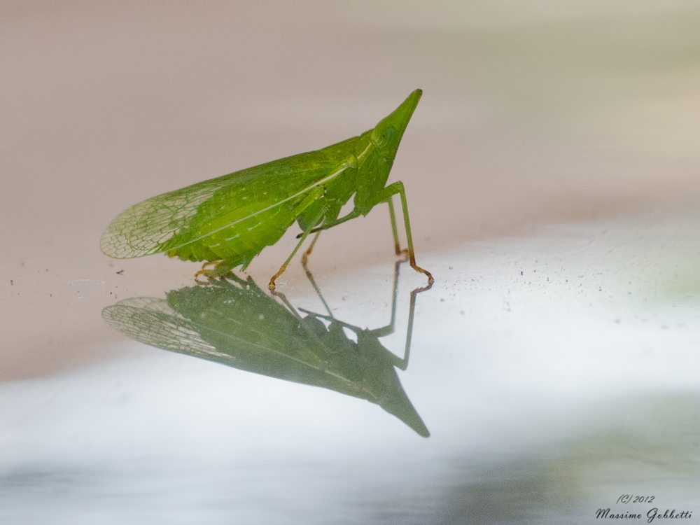 simpatico insetto da identificare