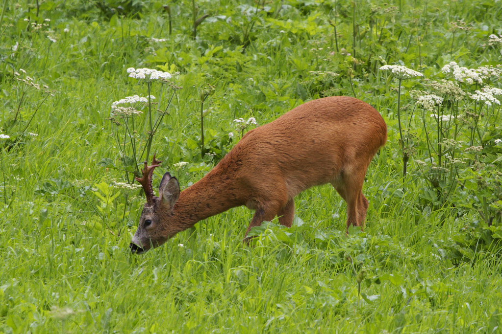 Fiutando la traccia della femmina