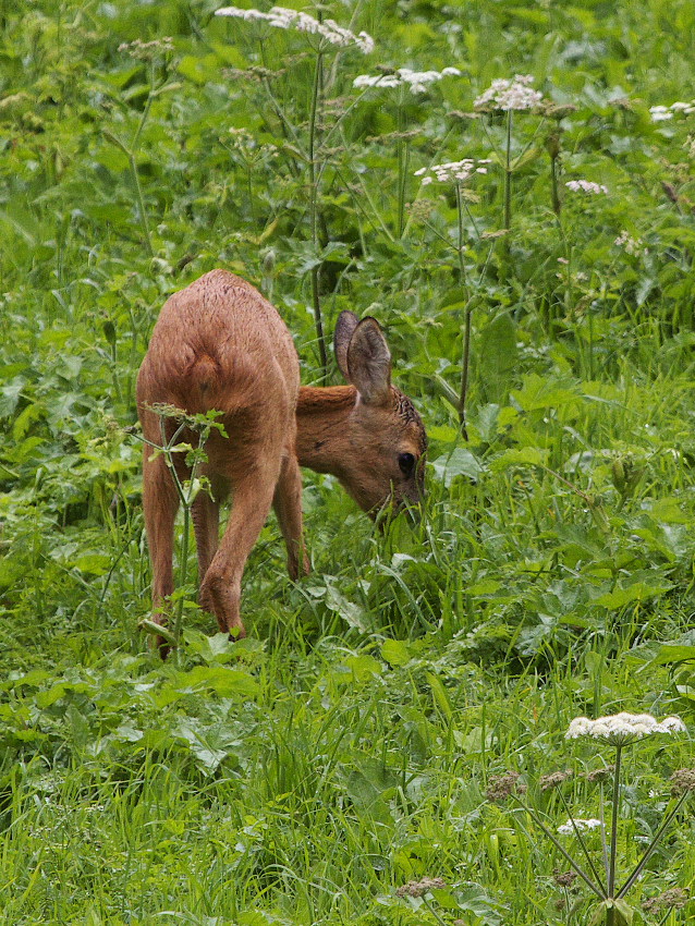 Forse pronipote degli indimenticabili Bambi e Faline di Felix Salten