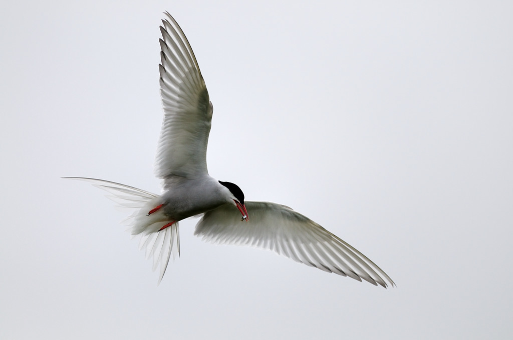 Ancora sterna (high key)