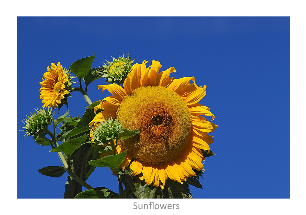 sunflower