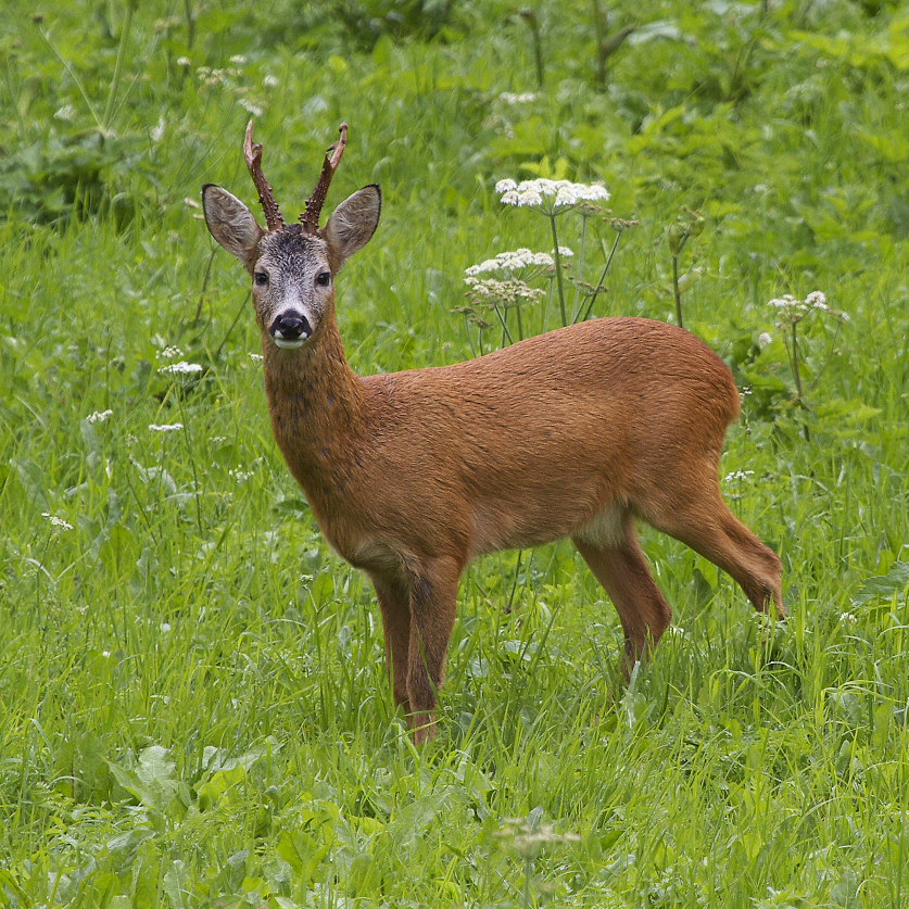 Ancora lui: lontano pronipote del Bambi di Felix Salten?