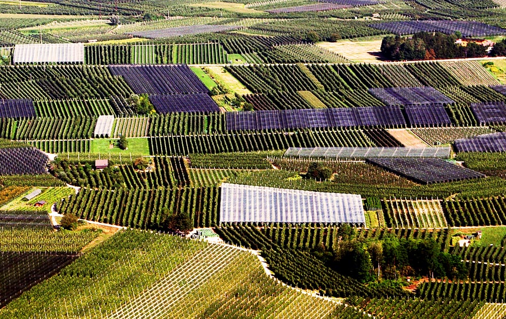 Coltivazioni in Valsugana